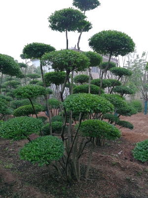 小葉女貞造型樹品種大全與種植經(jīng)營指南