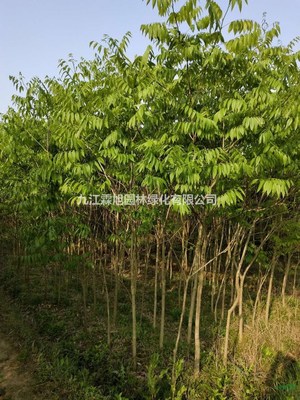 江西無患子 特征、用途與種植經營指南