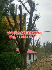 遠森銀杏苗木種植專業合作社 深耕銀杏產業，從苗木到果實的全鏈條發展